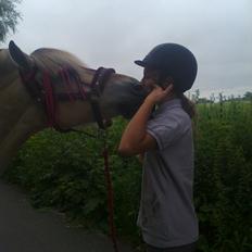 Fjordhest Katrinedals Kasandra