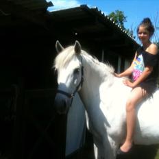 Anden særlig race Max - Solgt.