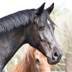 Pinto Charly The Black One Solgt