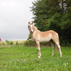 Haflinger Monroe 