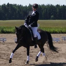 New Forest Holmens Sir Bastian