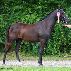 New Forest Holmens Victoria