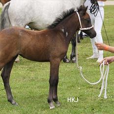 Welsh Mountain (sec A) Villersøes Bella Rosa(LANDSSKUETS BEDSTE FØL 2011)