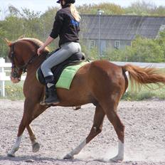 Arabisk fuldblod (OX) Fadmak OX