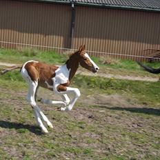 Pinto Bornhøfts flying flashback SOLGT