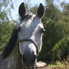 Hollandsk Varmblod Zerex B-Hest