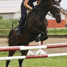 Dansk Varmblod Azalea  (SOLGT)