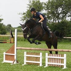 Dansk Varmblod Azalea  (SOLGT)