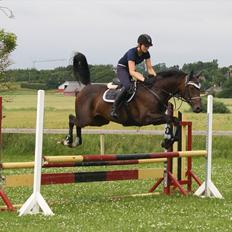 Dansk Varmblod Azalea  (SOLGT)