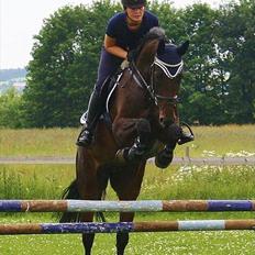 Dansk Varmblod TOFTEGÅRDENS LATINA (SOLGT)