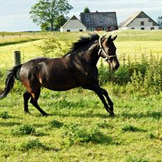 New Forest monica søblink<3 (solgt):'(