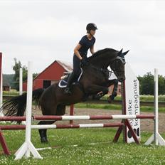 Dansk Varmblod TOFTEGÅRDENS LATINA (SOLGT)
