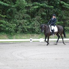 Trakehner Satori Birkedommergård