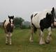 Irish Cob Karen af Høvegård (tidl hest)