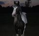 Irish Cob Chiva