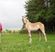 Haflinger Monroe 