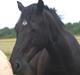 Welsh Cob (sec D) Haymos Chagal <3 Sov sødt <3