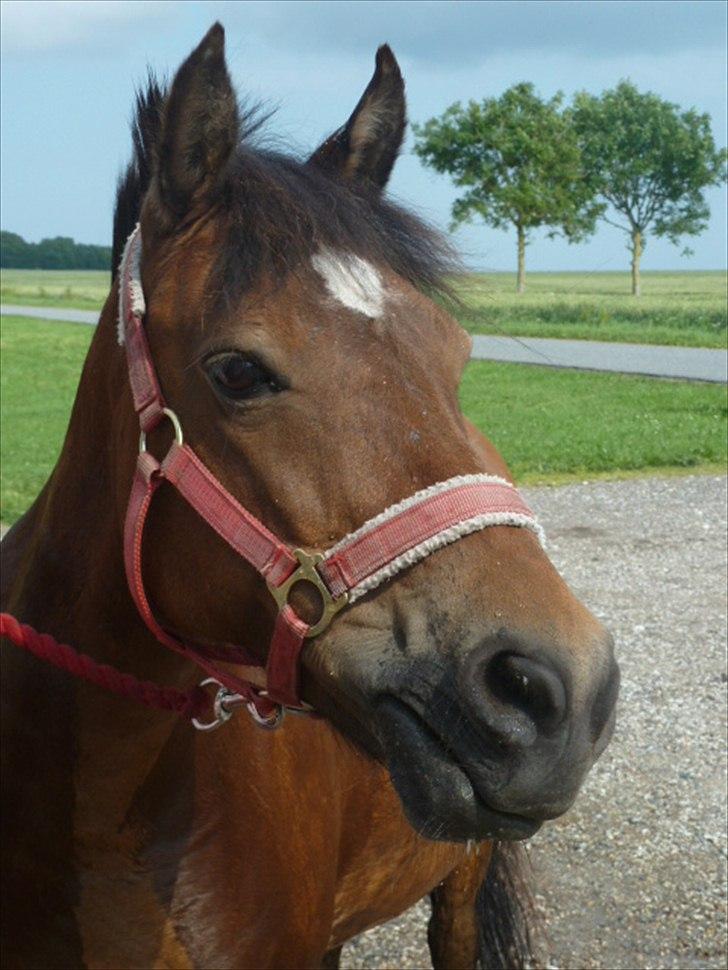 Anden særlig race Tulle (Red) - Fine pony, sommer 2011. *-: billede 2
