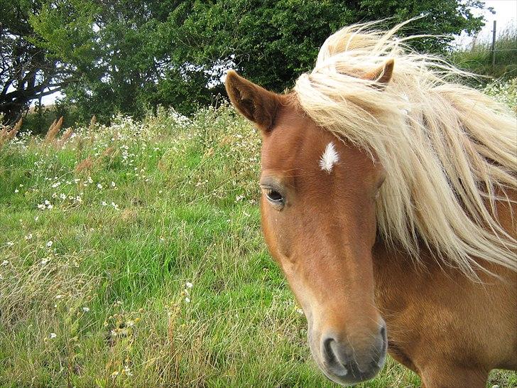 Shetlænder Flicka *Solgt billede 4