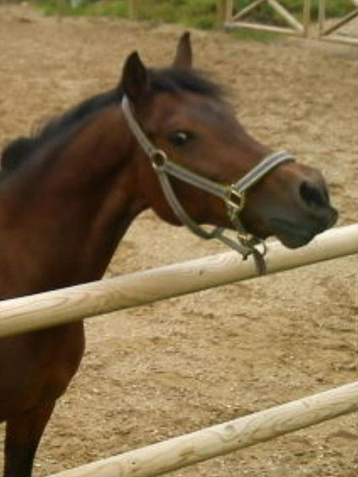 Anden særlig race Anja - Vrinsk!(-:
(Foto: Mig - Taget med mobil) billede 11