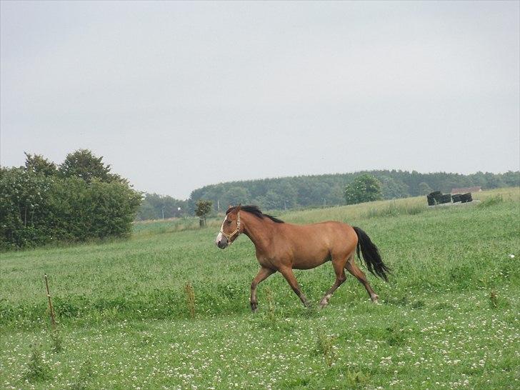 Anden særlig race Amigo(Møffe) - Drengerøven da han kom hjem til mig (-: billede 4