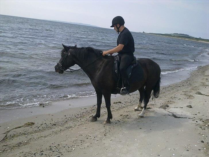 DSP Skovgårdens Sigma ( R.I.P) - Skøn ride tur med manden i mit liv billede 13