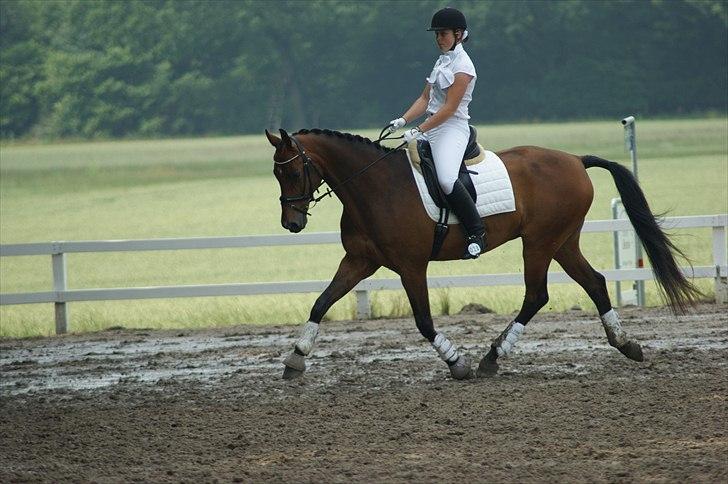 Dansk Varmblod Leuth Of Atlantic - Stævne i NFRK opvarmning Juli 2011 :) vinder af lb3 med 67,7% og nr.2 i lb2 med 68,5% :D foto: Anja tærsker :) billede 14