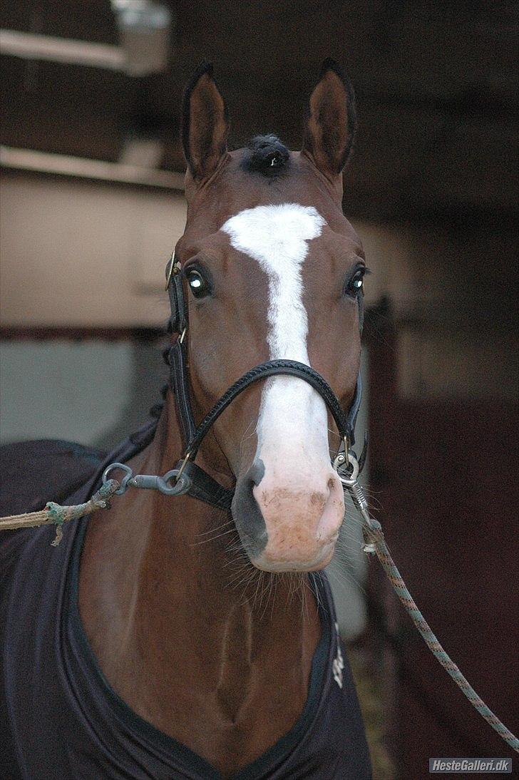 Trakehner High Skye *STJERNE* <3 R.I.P 25/03/2013 - Baby der gøres klar til stævne <3 billede 6