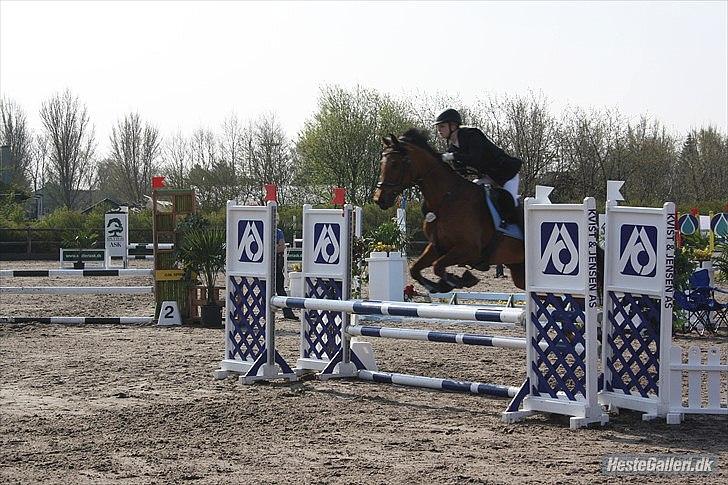 Arabisk fuldblod (OX) Strumyk - solgt* billede 4