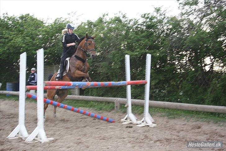 Arabisk fuldblod (OX) Strumyk - solgt* billede 8