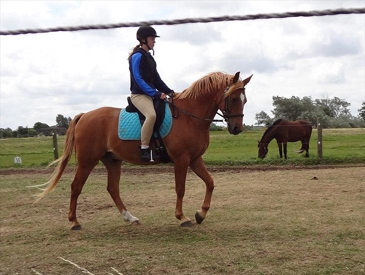 Anden særlig race Picasso - Springundervisning ridelejr 2011. billede 13