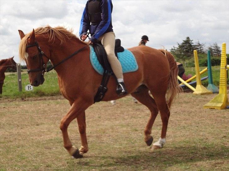 Anden særlig race Picasso billede 14