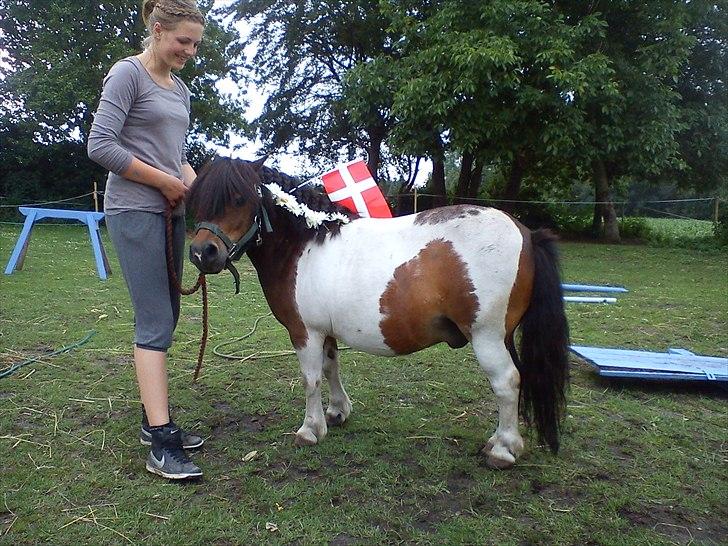 Shetlænder Max - 11/ Jeg flager for min ejers 1 års dag med Manzé ;-) billede 11