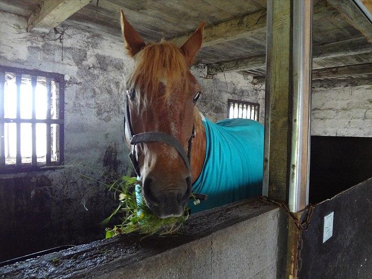 Anden særlig race Picasso - Picasso efter et dejligt langt bad. billede 15