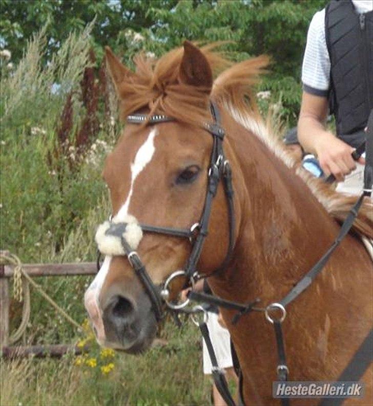 Anden særlig race Mix <3  - nuurh søde Mix :D <3 billede 11
