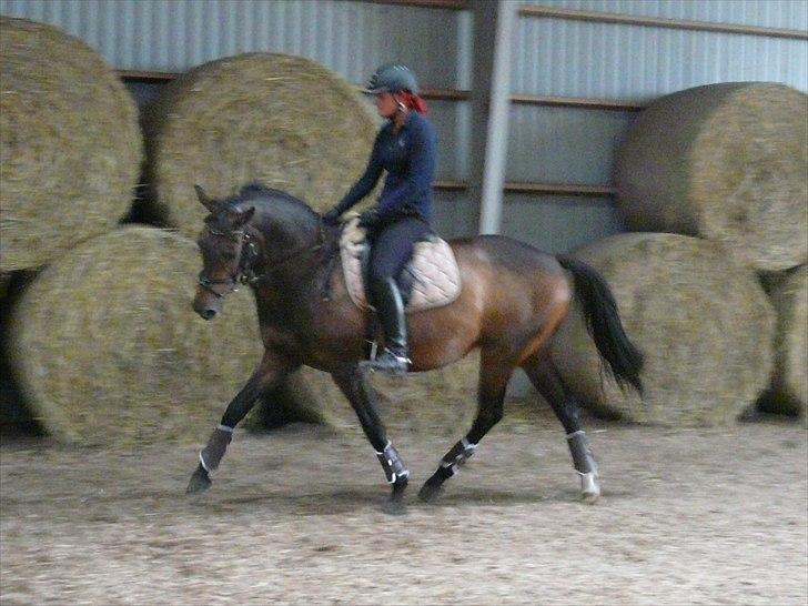 Dansk Varmblod Kira af Langmosegaard billede 1