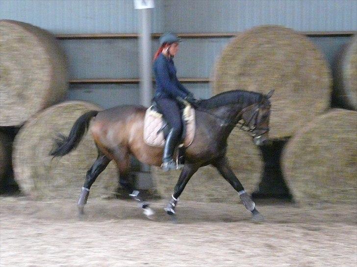 Dansk Varmblod Kira af Langmosegaard billede 2