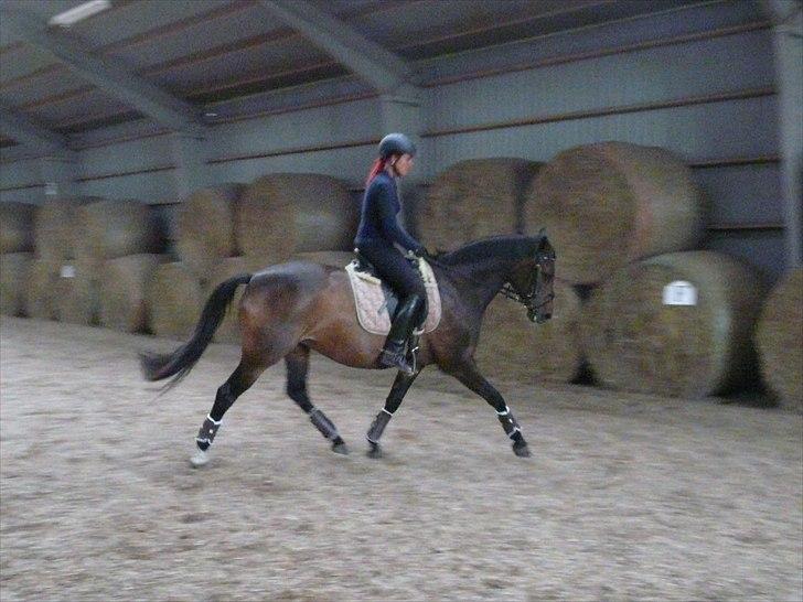 Dansk Varmblod Kira af Langmosegaard billede 3