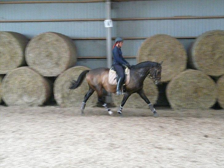 Dansk Varmblod Kira af Langmosegaard billede 4