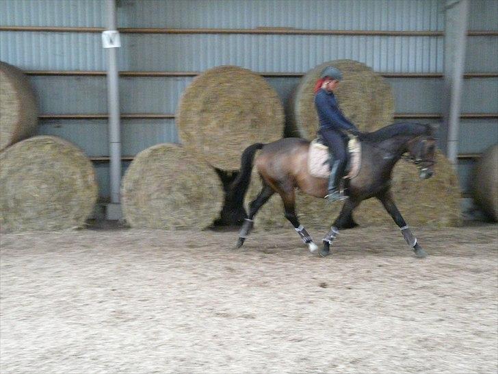 Dansk Varmblod Kira af Langmosegaard billede 5