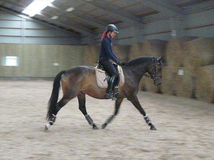 Dansk Varmblod Kira af Langmosegaard billede 6