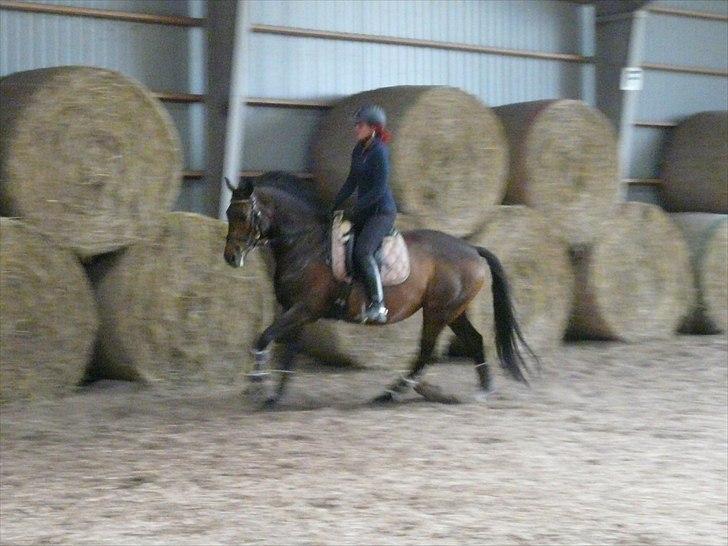 Dansk Varmblod Kira af Langmosegaard billede 7