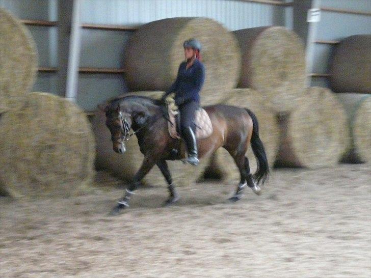 Dansk Varmblod Kira af Langmosegaard billede 8