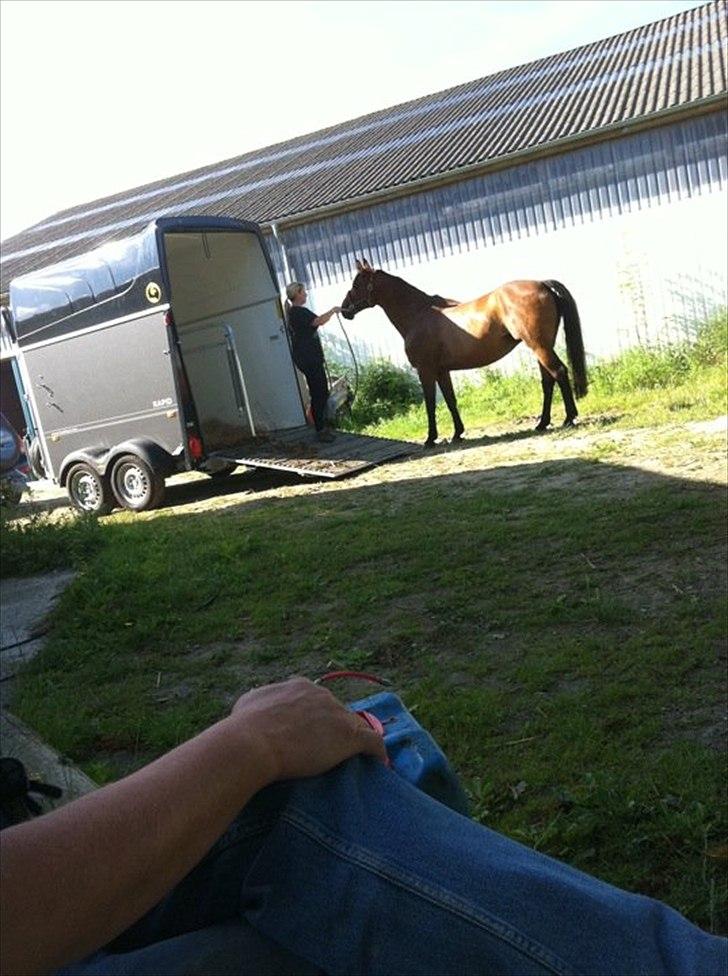 Dansk Varmblod Athena <3 Himmelhest :,( - Just hjemkommet fra første scanning (: billede 9