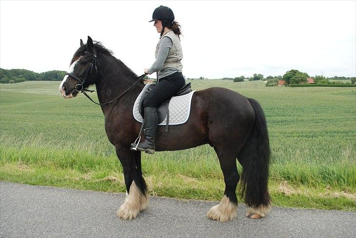 Irish Cob Romanys Ryan - Vores 1. ridetur :) billede 1