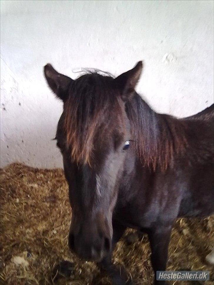 Welsh Mountain (sec A) Piccasso billede 4