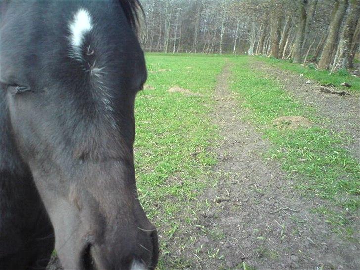 Welsh Mountain (sec A) Piccasso - Man kan da godt sove lidtxD billede 11