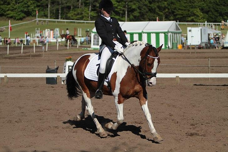 Hollandsk Sportspony Pinkster (Nemo)  - nemo og min søster da han blev b-pony på morsø 2011 
 billede 5