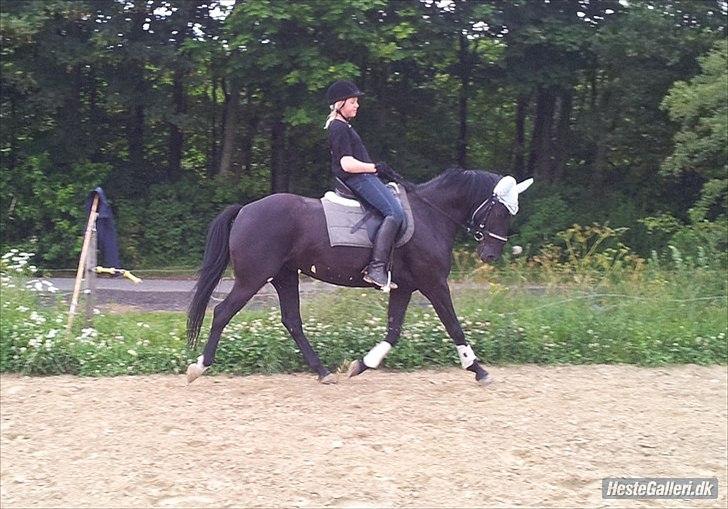 Oldenborg Stjerne af Mosen *SOLGT* - mig og stjerne i trav:)
hun er ved at være fin nu :) billede 1