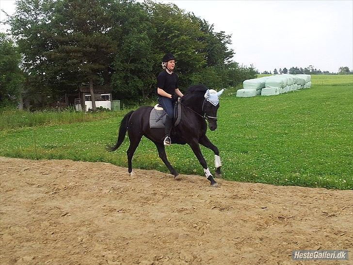 Oldenborg Stjerne af Mosen *SOLGT* - Mig og stjerne i galop hun er ved at blive fine mangler lige lidt i galoppen :) billede 17